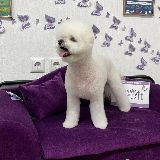 стрижка бишон-фризе