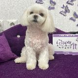 Стрижка болонки