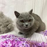 стрижка котов и кошек