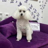 стрижка пуделя