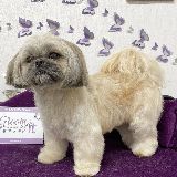 стрижка ши тцу