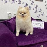 Стрижка померанского шпица