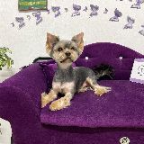 стрижка йоркширского терьера